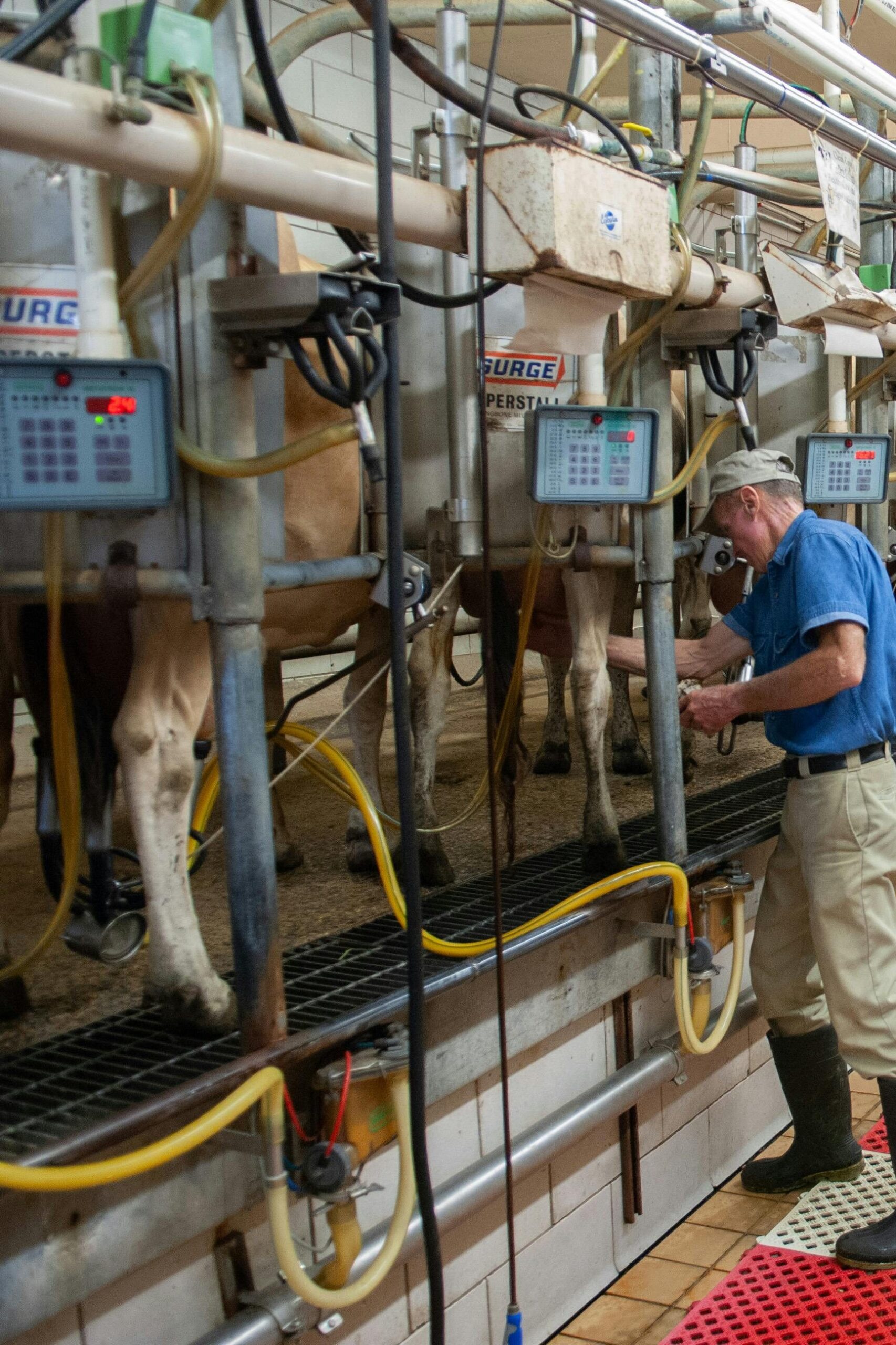 Men operating milking machines at a dairy farm in Raleigh, NC.