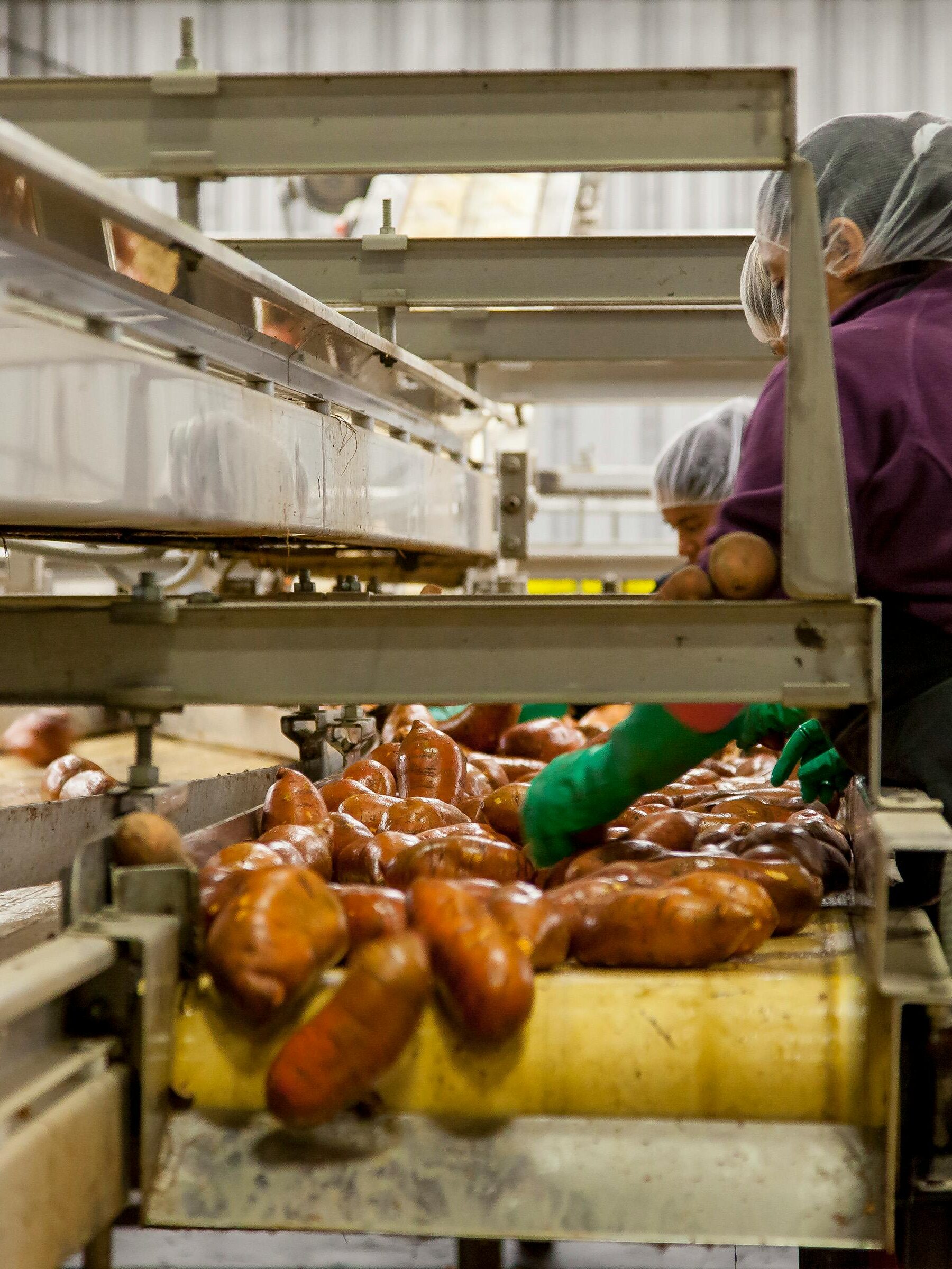 Workers sorting sweet potatoes in an industrial setting on a conveyor belt.